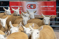 Border Cheviot Ewes-33